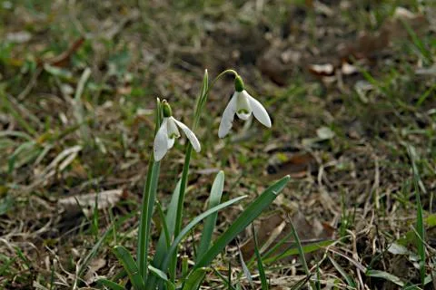 Spring flower Stock Photos