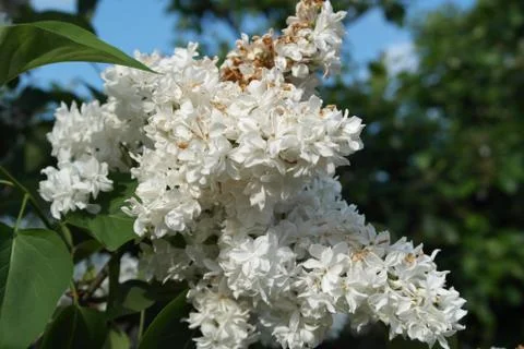 Spring flower Foto stock