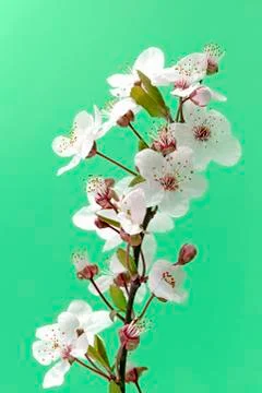 Spring flower Stock Photos