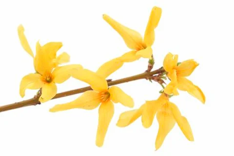 Spring flower Stock Photos