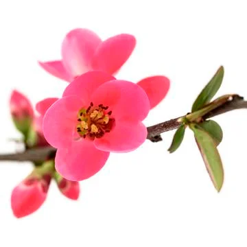 Spring flower Stock Photos