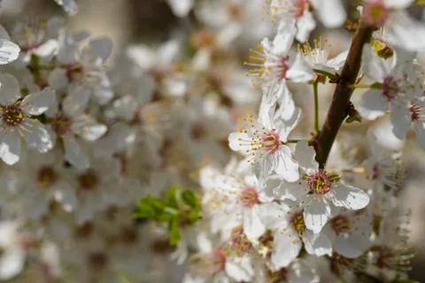Spring flower Stock Photos