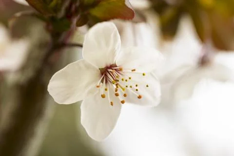 Spring flower Fotos Stock