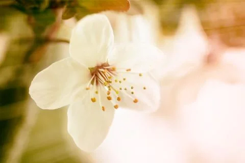 Spring flower Stock Photos