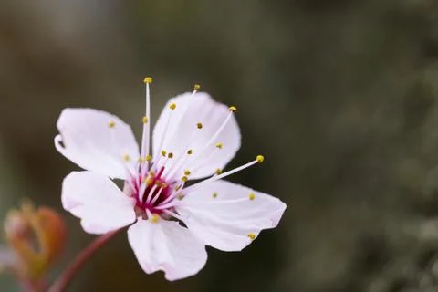 Spring flower 스톡 사진