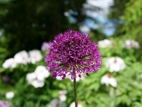Spring Flower Stock Photos