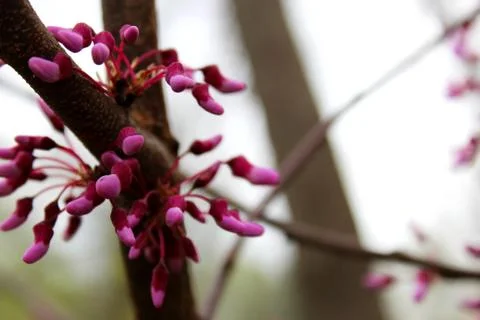 Spring Flower Stock Photos