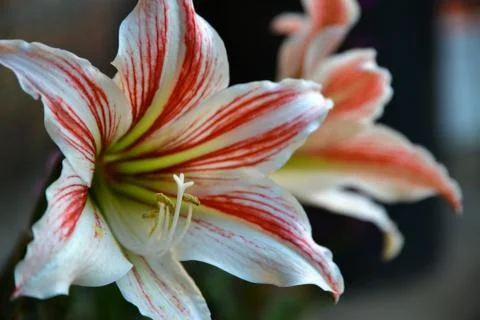 Spring flower Stock Photos