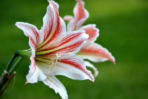 Spring flower Stock Photos