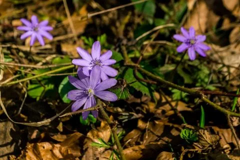 Spring flower Stock Photos