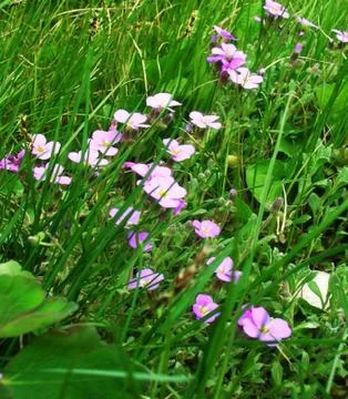 Spring Flower Foto stock
