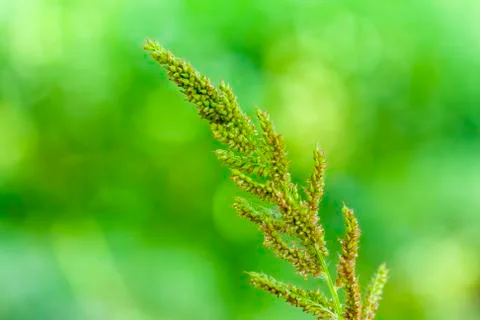 Spring Flower Stock Photos