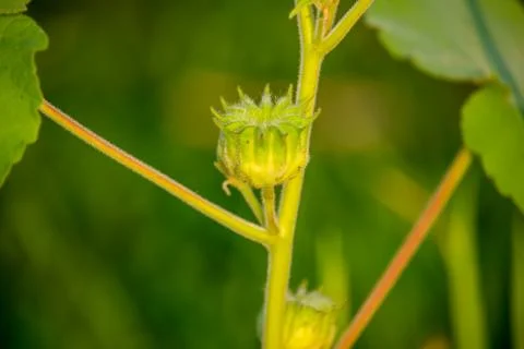 Spring Flower Stock Photos