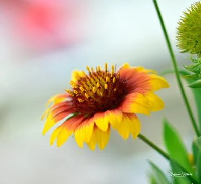 Spring flower Stock Photos
