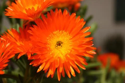 Spring flower Stock Photos