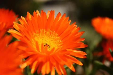 Spring flower Stock Photos