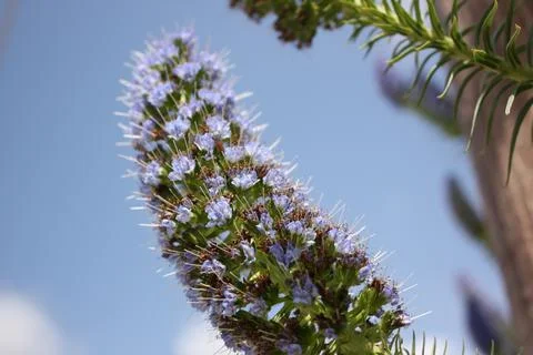 Spring flower Stock Photos