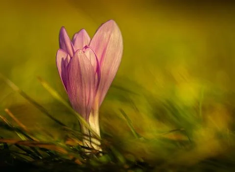 Spring flower Stock-Fotos