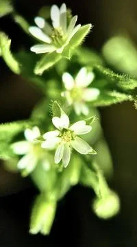 Spring  flower Stock Photos