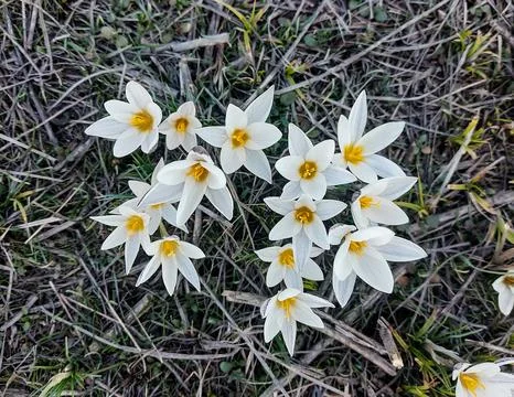 Spring flower Stock Photos