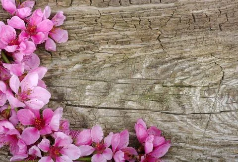 Spring flower 스톡 사진