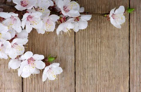 Spring flower 스톡 사진
