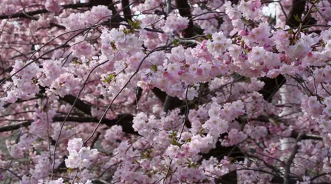 Spring flower with pink blossom Stock Footage 36411575