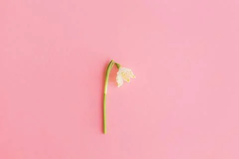 Spring flower on pink paper flat lay. Happy womens day and Hello spring. Fl.. Stock Photos