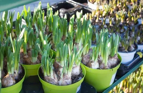 Spring flower pots Stock Photos