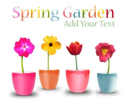 Spring flower pots on white Stock Photos