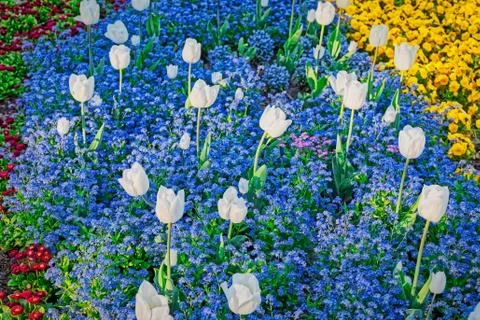 Spring flower rows Foto stock