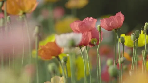 Spring Flower Sea Swaying Gently In The Wind 4K Stock Footage 341863415