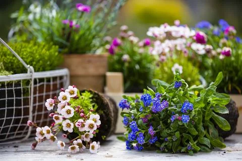 Spring flower seedlings on the table in the garden. Stock Photos