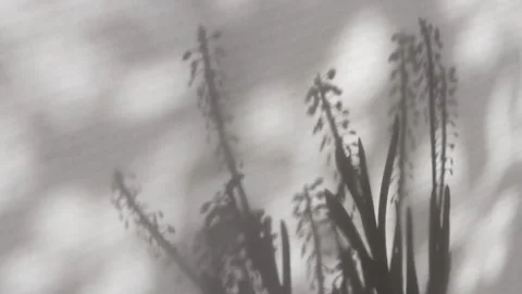 Spring flower shadows of muscari moving on white wall minimal aesthetic Stock Footage 333284256
