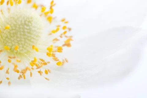 Spring Flower. Soft macro image Stock Photos