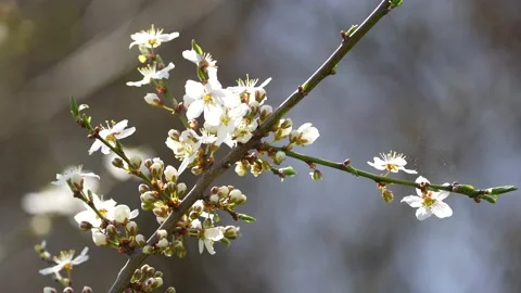 Spring flower with spider net. White daisy flowers field meadow in sunset lights Stock Footage 201413913