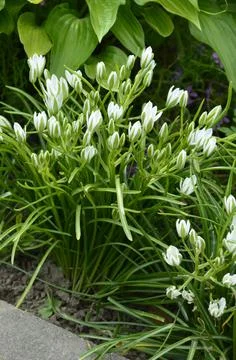 Spring flower Star of Bethlehem . Stock Photos