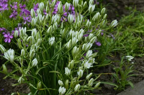 Spring flower Star of Bethlehem . Stock Photos