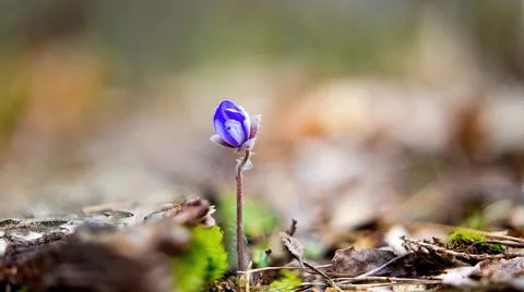 A spring flower, a symbol of warmth. Hepatica. One bloom, on stem Stock Photos