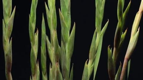 Spring flower timelapse blooming bulb plant growing Stock Footage 81764981