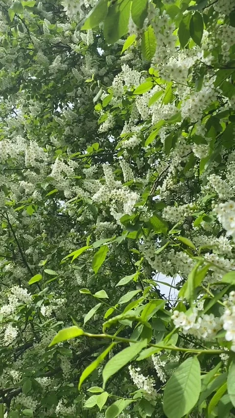 Spring flower tree blossom, summer flowers Stock Footage 241082150