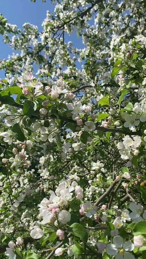 Spring flower tree blossom, summer flowers Stock Footage 241082191