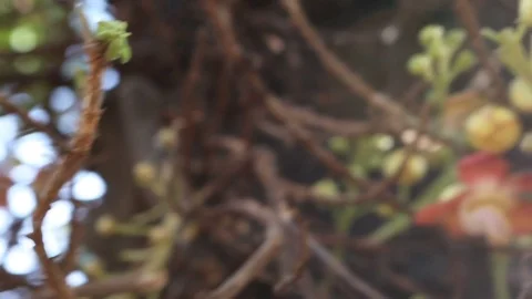 Spring Flower on a Tree Close-up. Beautiful pink Flower on a blurred backgr.. Stock Footage 74970462