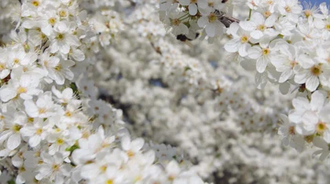 Spring flower on tree. Stock Footage 33853838
