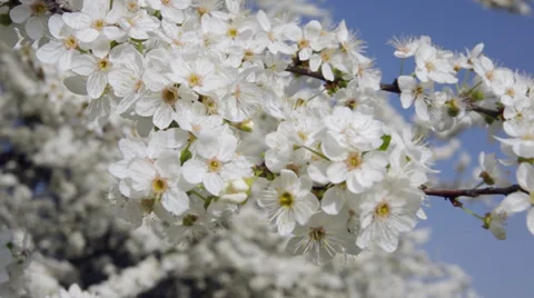 Spring flower on tree. Stock Footage 33854104