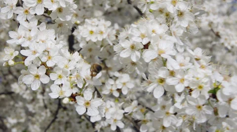 Spring flower on tree. Stock Footage 33854260