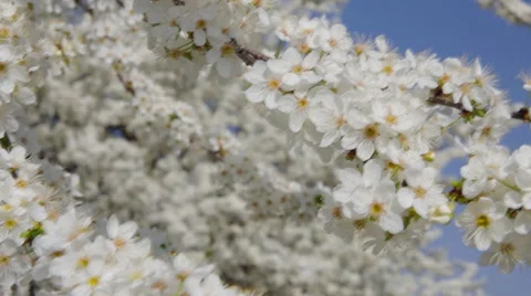 Spring flower on tree. Stock Footage 43865373