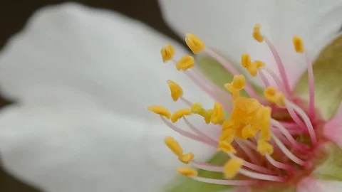 Spring flower on tree. Stock Footage 73596071