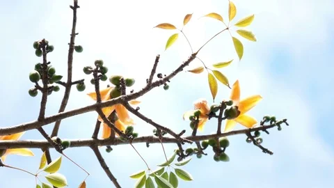 Spring flower tree Stock Footage 83096581