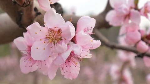 Spring flower on tree Stock Footage 83537996